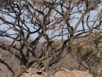 Marion, Romane South Africa 2014 (19 of 45) : KNP Pretoriuskop, Marion visit